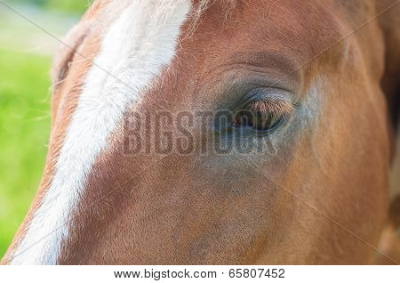 Closeup Of A Horse's Eye