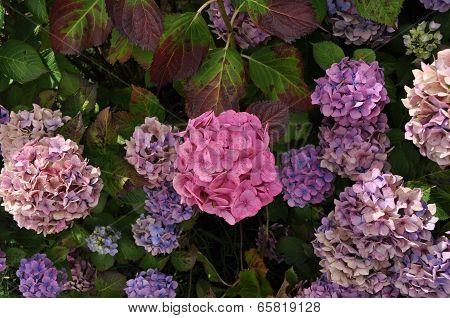lilac hydrangea