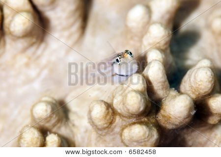 Dentex Blenny