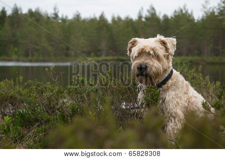 Dog In The Rough