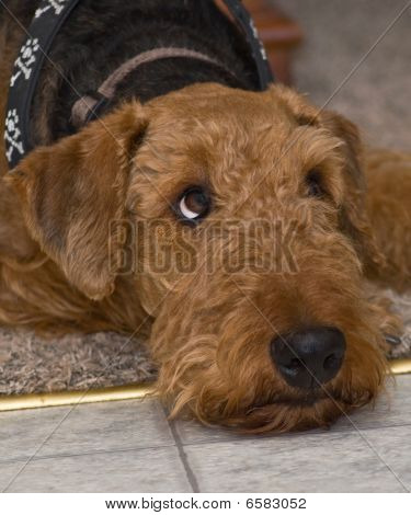 สุนัขเทร์เรียร์ Airedale วางลง และหา
