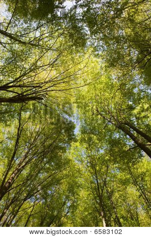 Corone di alberi