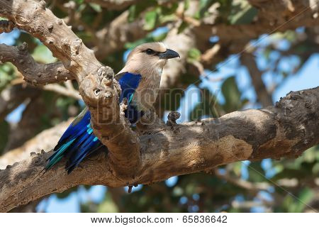 A Blue-bellied Roller (coracias Cyanogaster) Perched In A Fig Tree