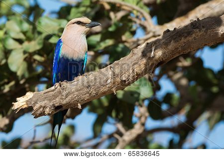 A Blue-bellied Roller (coracias Cyanogaster) Perched On A Broken Fig Tree Branch