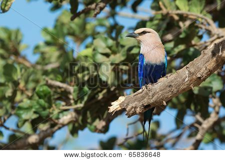 A Blue-bellied Roller (coracias Cyanogaster) Perched On A Broken Fig Tree Branch