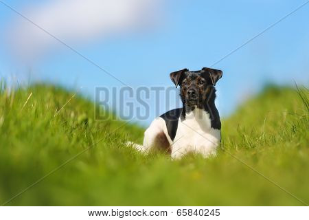 Purebred Dog