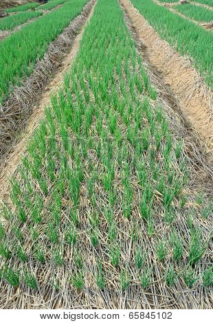 Green  Spring Onions In Field