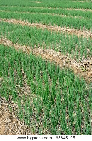 Green  Spring Onions In Field