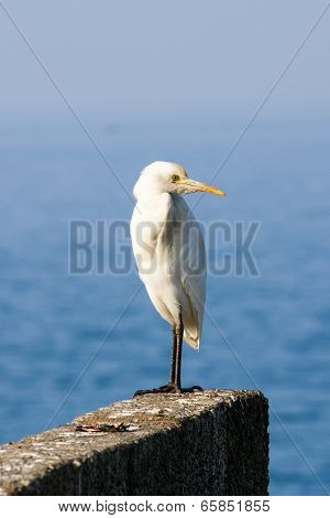 Igret Bird Against Blue Arabian Sea
