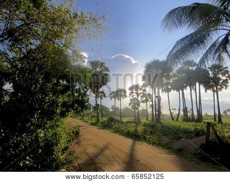 Palm Trees