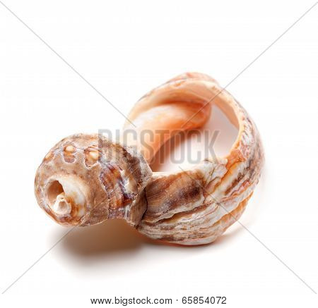 Broken Rapana Shell On White Background