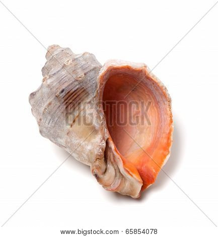 Empty Rapana Isolated On White Background