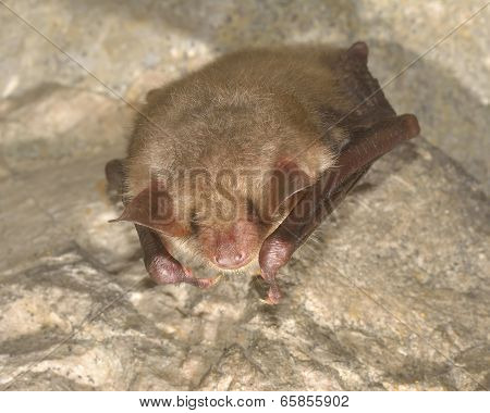 Greater mouse-eared bat ( Myotis myotis)