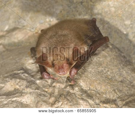 Greater mouse-eared bat ( Myotis myotis)