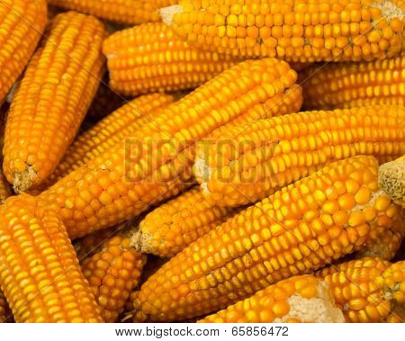 Corn Pile