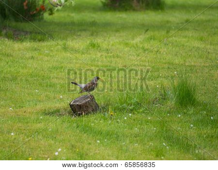 Fieldfare On A Stump