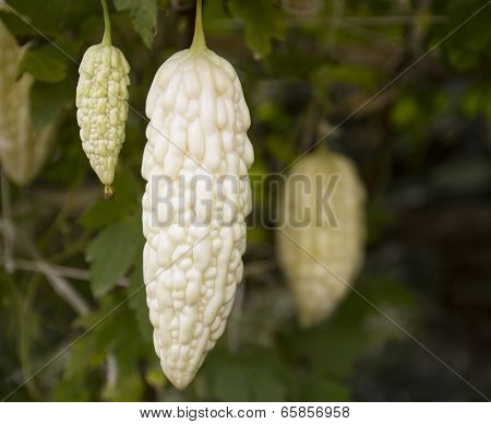 Hanging Bitter Gourd Cucumber