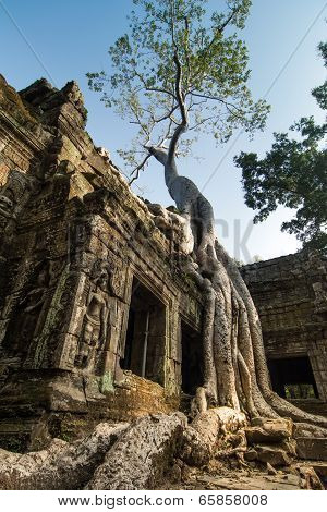 Tree at Ta Prohm, Cambodia