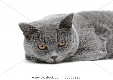 Cat (scottish Straight Breed, Age 6,5 Months) Close-up On White Background