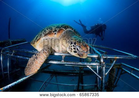 Turtle Resting On An Artificial Reef.
