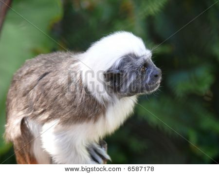 scimmie tamarin top cotone