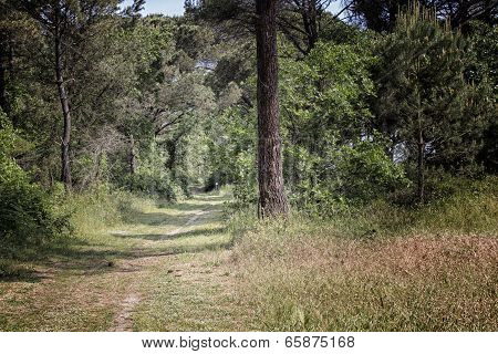Walking Road In  The Pinewood Forest Near Marina Romea