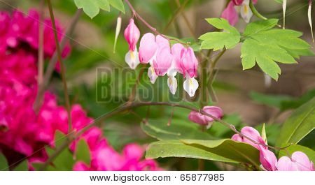 Beautiful Delicate Flowers Closeup