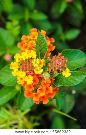 Lantana camara flowers