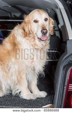 Golden Retriever Trip