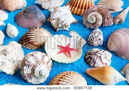 Seashells