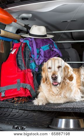 Golden Retriever Trip
