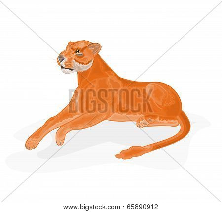 Lioness Vector Illustration