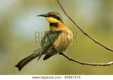 A Little-bee Eater (merops Pusillus) Looking Up From Preening