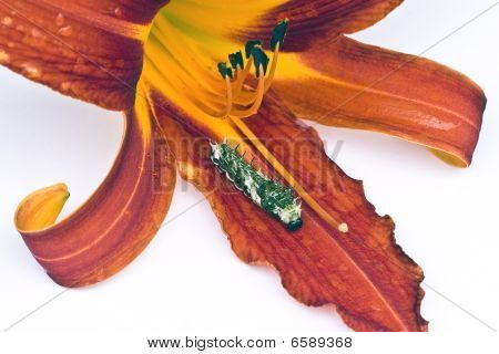Caterpillar