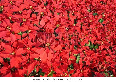 Poinsettia Flowers