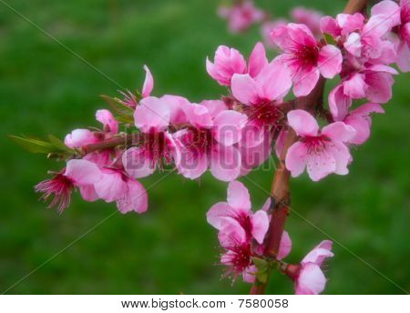 Pink kirsebærblomster