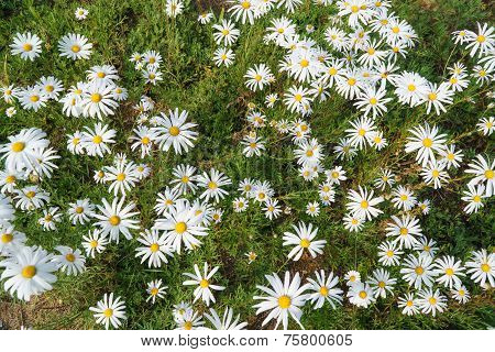 Chrysanthemum Zawadskii Flowers