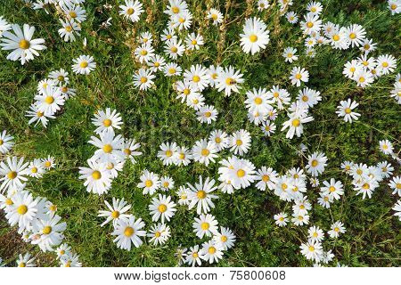 Chrysanthemum Zawadskii Flowers