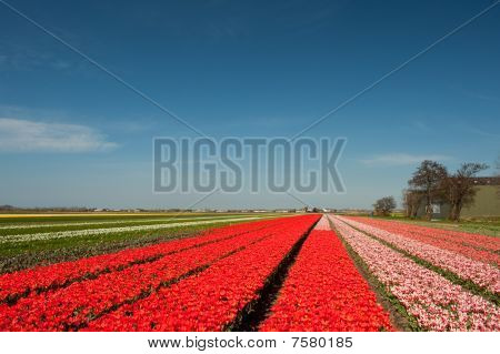 Holländsk blomma fält
