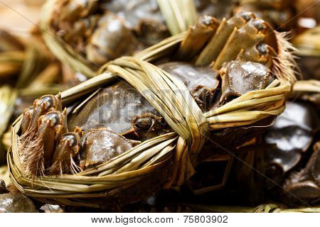 Chinese Yangcheng Lake crab