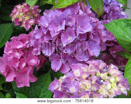 Hydrangea