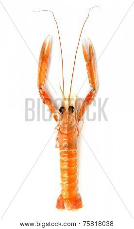 Langoustine on white background