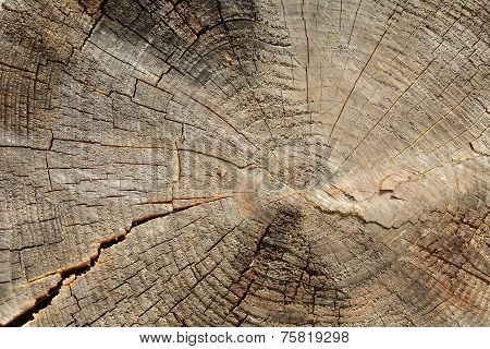 Tree Stump Cracked