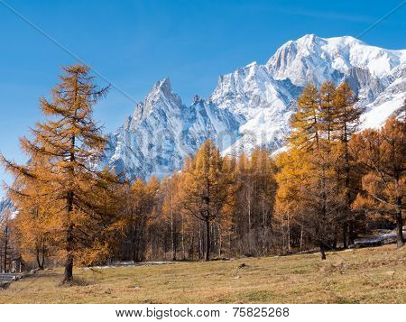 Larch trees and the snowy peaks of Mont Blanc in fall - Courmayer, Val d'Aosta, Italy, Europe.
