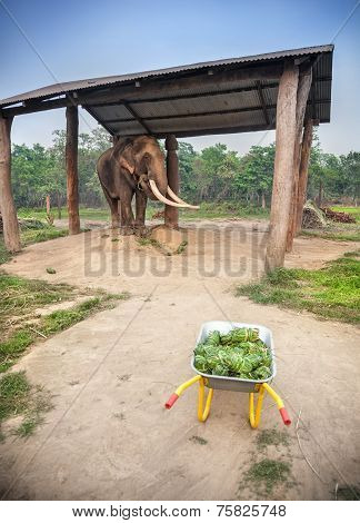 Elephant With Food In Nepal