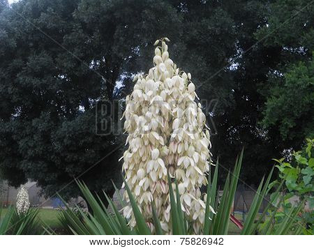 flower