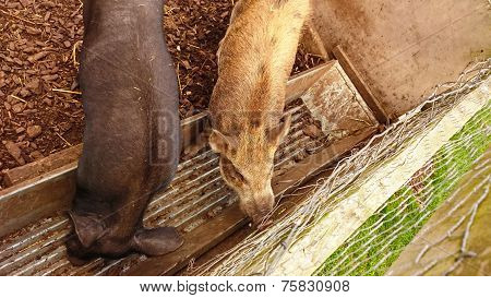 The boar in the pen