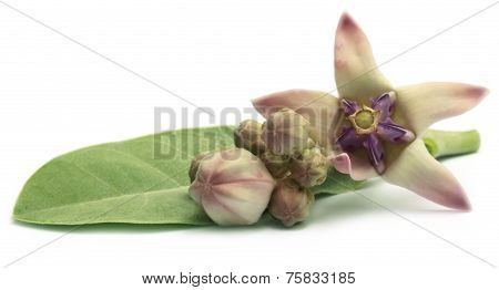 Medicinal Crown Flower