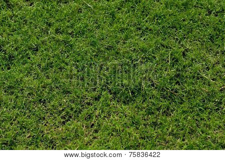Grass texture background