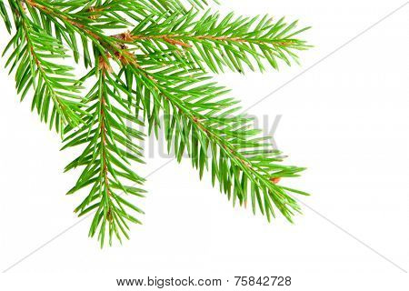 green banch of fir isolated on white